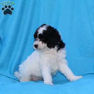 Stella, Cockapoo Puppy